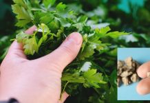 How to Use Parsley for Kidney Health, Stone Dissolution, and Liver Detoxification